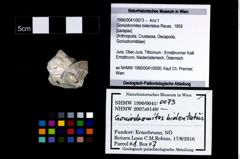 Foto (Objekt + Etikett) von Goniodromites bidentatus (Reuss, 1859)  (NHMW-GEO-1990-0041-0073)